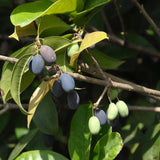 Osmanthus fragrans (Sweet Olive)