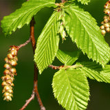 Carpinus betulus (European Hornbeam)