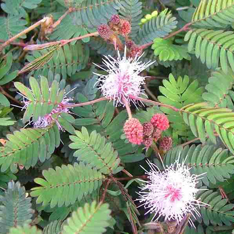 mimosa plant seeds Mimosa pudica (Sensitive Plant) 0.25 oz (~1100 Seeds)