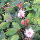 Mimosa pudica (Sensitive Plant)