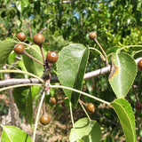 Pyrus betulifolia (Birch-leaved Pear)