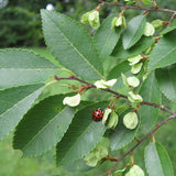 Ulmus parvifolia (winged) (Chinese Elm, Lacebark Elm)