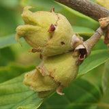 Hamamelis vernalis ( Vernal Witchazel, Ozark Witchhazel, Spring Blooming Witch Hazel)