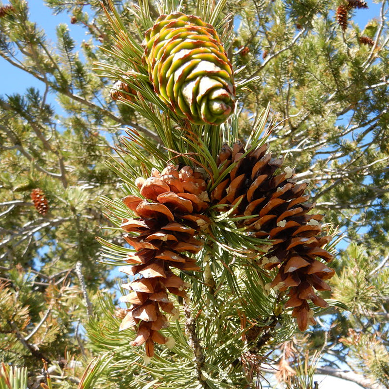 Pinus flexilis (Limber Pine, Rocky Mountain White Pine)