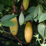 Passiflora mollisima (Banana Passion Fruit)