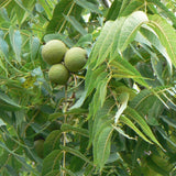 Juglans nigra Southern (Southern Black Walnut)