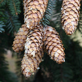 Picea pungens (Colorado Blue Spruce)