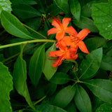 Rhododendron bakeri (Cumberland Azalea)