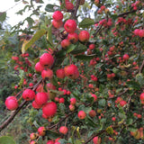 Malus robusta (Robust Apple)