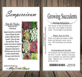 Sempervivum Hybridum  (Hen & Chicks Cactus Mixed) Succulent Seeds - 1,000 Seeds Per Pack