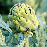 Artichoke, Green Globe (Cynara scolymus)