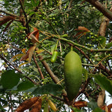 Ceiba pentandra (Kapok Tree)