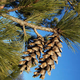 Pinus peuce (Balkan Pine, Greek Stone Pine, Macedonian Pine)