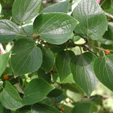 Celtis sinensis (Japanese Hackberry)