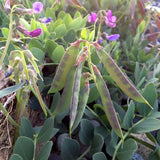 Lathyrus maritima (Beach Pea, Heath Pea)