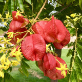 Koelreuteria paniculata (Golden Rain Tree)