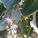 Tilia amurensis (Amur Linden)