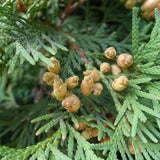 Thuja occidentalis (American Arborvitae, Eastern Arborvitae, White Cedar, Arborvitae)