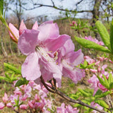 Rhododendron schlippenbachii (Royal Azalea)