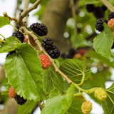 Morus alba (White Mulberry)