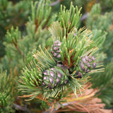 Pinus pumila (Japanese Stone Pine)