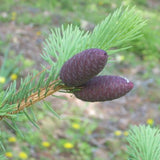 Picea meyeri (Meyer's Spruce)