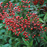 Nandina domestica (Heavenly Bamboo)