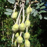 Sophora macrocarpa (Mayo, Mayú)