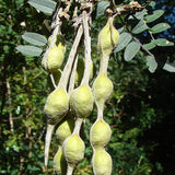 Sophora macrocarpa (Mayo , Mayú)
