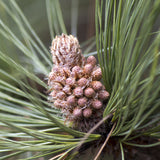 Pinus pseudostrobus (Smooth-bark Mexican Pine)