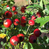 Rosa palustris (Swamp Rose)