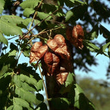 Koelreuteria bipinnata (Chinese Flame Tree)