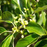 Nyssa sinensis (Chinese Tupelo)