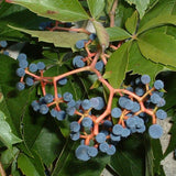 Parthenocissus quinquefolia (Virginia Creeper, Engelmann's Ivy)