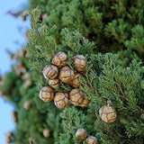 Cupressus sempervirens (Italian Cypress)
