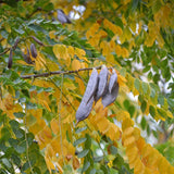 Gymnocladus dioicus (Kentucky Coffee Tree)