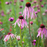 ECHINACEA Pallida (Pale Purple Coneflower)