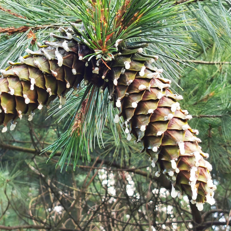 Pinus strobiformis (Southwestern White Pine, Border Pine, Chihuahua White Pine)