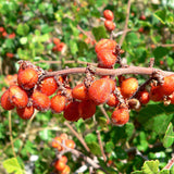Rhus trilobata (Skunk bush Sumac)