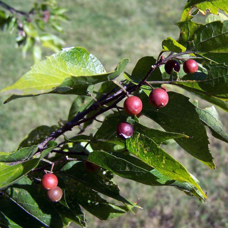 Celtis laevigata (Sugarberry)