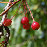 Malus baccata (Siberian Crabapple)