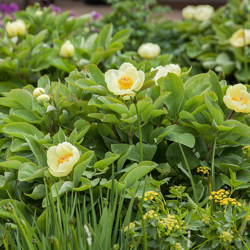 Paeonia mlokosewitschii (Molly the Witch Peony)