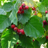 Crataegus mollis (Downy Hawthorn)