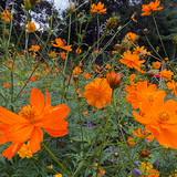 COSMOS sulphureus 'Bright Lights' (Sulphur Cosmos, Tall Mixed)