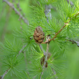 Larix x eurolepis (Dunkeld Larch)