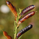 Genista tinctoria (Common Woodwaxen)
