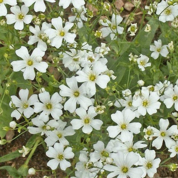 GYPSOPHILA elegans (Baby