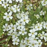 GYPSOPHILA elegans (Baby's Breath, Annual)