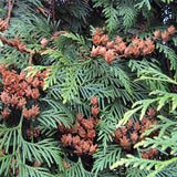 Thuja plicata (Western Redcedar, Western Red Cedar)