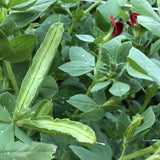 Lotus tetragonolobus (Squarepod Deervetch)